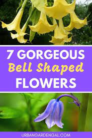 7 Gorgeous Bell Shaped Flowers Planting Flowers Flowers Perennials Flowers