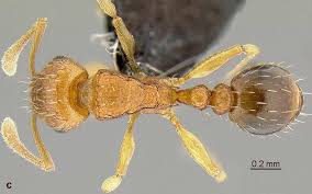 Image result for Leucas alluaudii