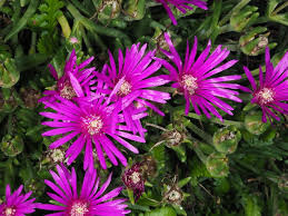 Image result for Delosperma tradescantioides