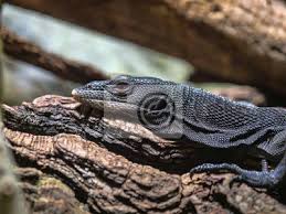 Le plus grand varan de cette espèce capturé mesurait 3,21 m. Le Varan Noir Varanus Beccarii Est Un Lezard Elance Papier Peint Papiers Peints Exotique Dragon Foret Myloview Fr