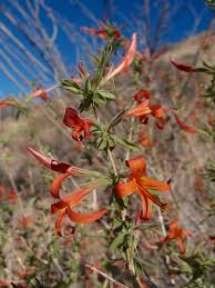 Image result for Anisacanthus