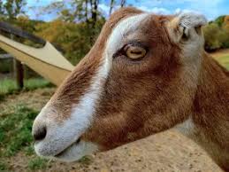 At 20 trophies found, you unlock giant goat. How To Unlock All Goats In Goat Simulator Ios Os Today