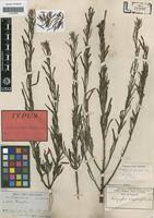 Image result for Indigofera simplicifolia