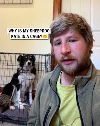 Why is my sheepdog Kate in a cage? 🤔