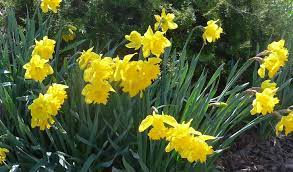 Don T Overlook The Daffodils The Land Nsw