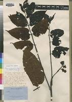 Image result for Lannea antiscorbutica