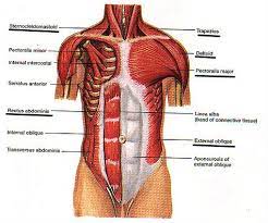 The basic functions of these abdominal muscles involve providing structural support for the abdominal cavity as well as providing protection for the internal organs residing within the abdominal walls. Thorax Human Anatomy Abdominal Muscles Muscle