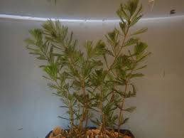 Image result for Myriophyllum spicatum