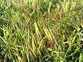 Maybe you would like to learn more about one of these? Bromus Wikipedia