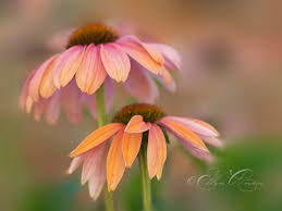 Photoshop CS6 Blur Gallery Tutorial: Digital Photography Review