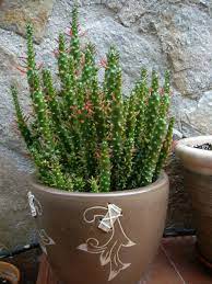 Maybe you would like to learn more about one of these? Austrocylindropuntia Subulata F Monstrosa Christmas Tree Cactus World Of Succulents Cactus Types Cactus Plants Cacti And Succulents