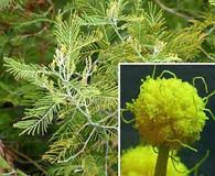 Image result for Aeschynomene glauca