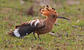 A Field Guide To The Birds Of Medium | by John Pearce 🌻 | Eco News | Medium