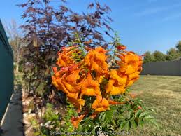 Image result for Tecoma fulva