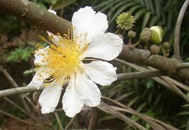 Image result for Securidaca welwitschii