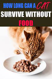 How Long Can A Cat Survive Without Food Best Cat Food Food Cat Health