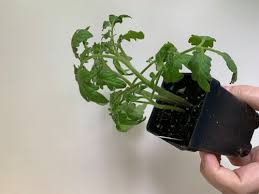 Put a layer of soilless planting mix in a starting tray and dampen it. Multiple Tomato Seedlings In One Pot