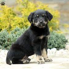 To furnish guidelines for breeders who wish to maintain the quality of their breed and to improve it; English Shepherd Mix Puppies For Sale Greenfield Puppies