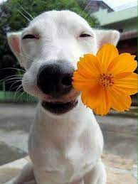 Soniascarpitti On Twitter Cute Animals Animals Animals Beautiful