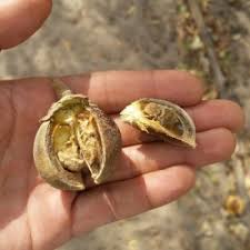 Image result for Thespesia garckeana