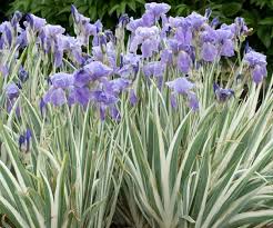 Check spelling or type a new query. Iris Pallida Argentea Variegata Dalmatian Iris