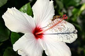 Image result for Hibiscus malacospermus
