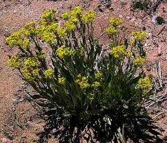 Image result for Senecio latifolius