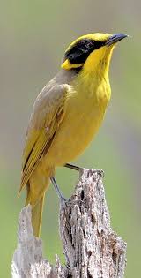 Birds With Tufted Heads Melifago De Mono Amarillo Yellow Tufted Honeyeater Gelbstirn Honigfresser Meliphage Cornu Pajaros Hermosos Aves Argentinas Aves De Colores