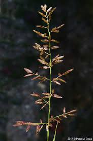 Image result for Eragrostis plana