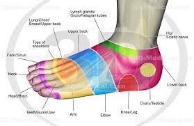 3d Medical Image Foot Reflexology 85 High End Medical