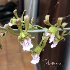 Image result for Eulophia leachii