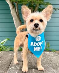 MONTEREY AREA/PACIFIC GROVE, CALIFORNIA: MEET 10-YEAR-OLD CASPER (MALE  YORKIE)!!** # # # # **Peace of Mind Dog Rescue ** # **615 Forest Ave ** #  **Pacific Grove, CA** # **(831) 718-9122** # **