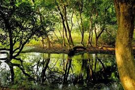 Free Nature Wallpaper Beautiful Nature Green Reflection Full Size Hd Quality Wallpaper Collectio Background Images Nature Photography Desktop Background Images A community for sharing high quality images featuring wildlife or landscapes. desktop background images