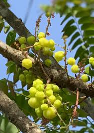 Image result for Phyllanthus acidus