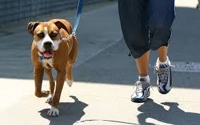 Federația rusă îi finanțează fără îndoială pe separatiști. Invata Sa Plimbi Cainele Corect 5 Solutii Eficiente Gabi Ochiana