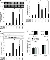 African beauty on the beach. Oroxylin A Induced Bdnf Production In Cortical Neurons Through Download Scientific Diagram