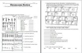 Chromosome Mitosis And Karyotype Analysis Worksheet Biology Worksheet Life Science Classroom Persuasive Writing Prompts