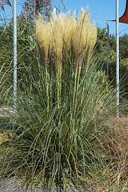 Fields (usa) and pajon (colombia) are among the men's and women's favourites (respectively) after putting in stunning performances on the bike in the quarterfinal heats on 29 july. Cortaderia Selloana Wikipedia La Enciclopedia Libre