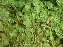 Image result for Salvinia hastata