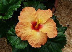 Hibiscus Rosa Sinensis Wikipedia See the almanac's complete list of flower meanings and plant symbolism. hibiscus rosa sinensis wikipedia
