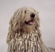 The komondor is a muscular flock guardian with massive bone structure. Head Of Komondor Stock Image C051 4148 Science Photo Library