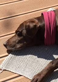 Home wir suchen ein zuhause hunde. Ein Fur Immer Zuhause Gefunden Hunderettung Europa