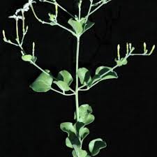 Image result for Jasminum fluminense