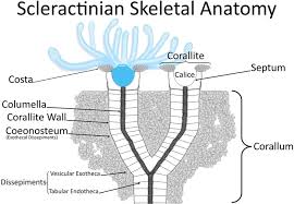 Image result for Exotheca