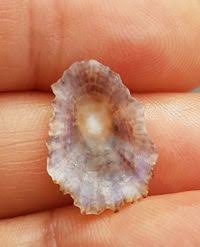 Image result for Patella aspera