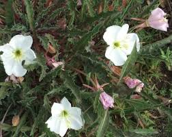 By no means a comprehensive list of hawaii's beautiful blooms, here are get discounts on hawaii hotels, vacation packages and more from hawaii.com, right in your email inbox — it's free! The Fragrant Garden A Word On The Fragrance Of California Native Plants