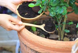 Ainsi, il représente un véritable allié pour les amoureux du jardinage. Idee De Recup Numero 10 Du Marc De Cafe Pour Mes Plantes Gamm Vert