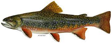 Check spelling or type a new query. Brook Trout