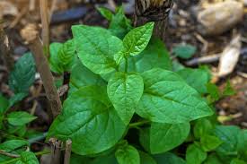 Image result for Basella