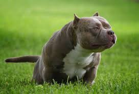 Check spelling or type a new query. Best Of The Tri Color American Bully Amazing Pocket Bullies American Bully Kennels American Bully Bully Dog